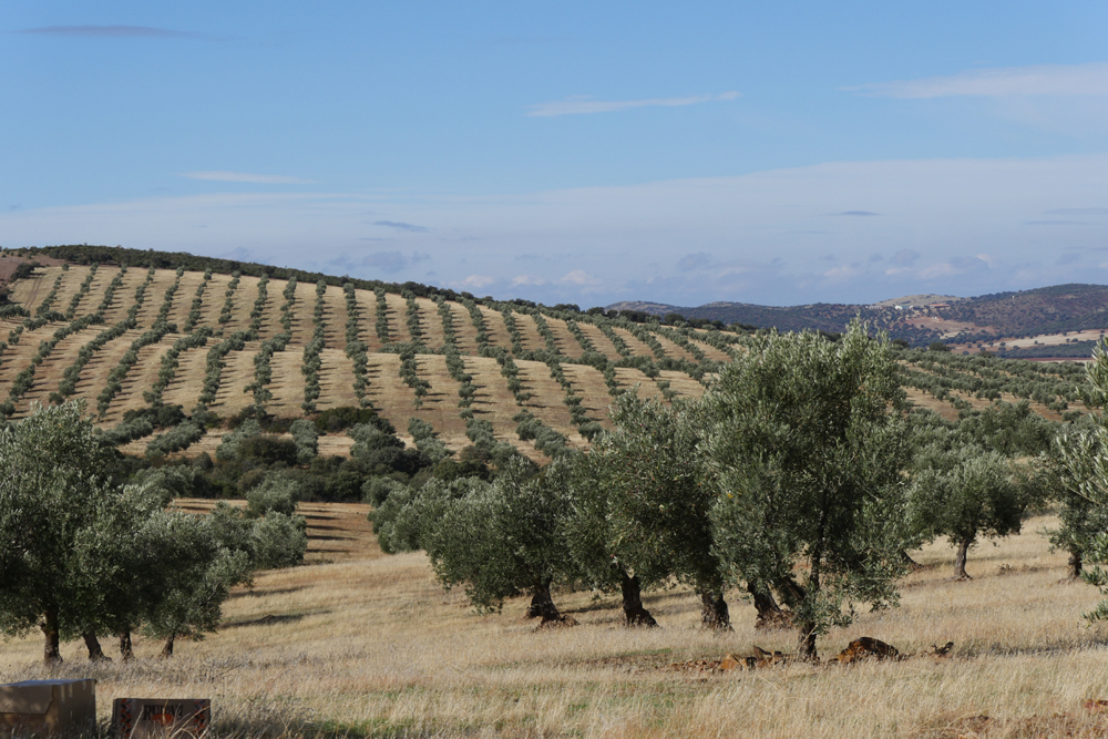 Parte del extenso olivar ecológico rodeado de monte mediterráneo que alberga la finca Las Ensanchas. ©A. Carretero-SEO/BirdLife