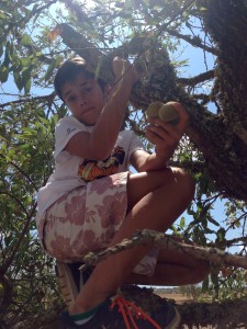 Nico recogiendo almendrucos en lo alto de un almendro ©Laura Benítez